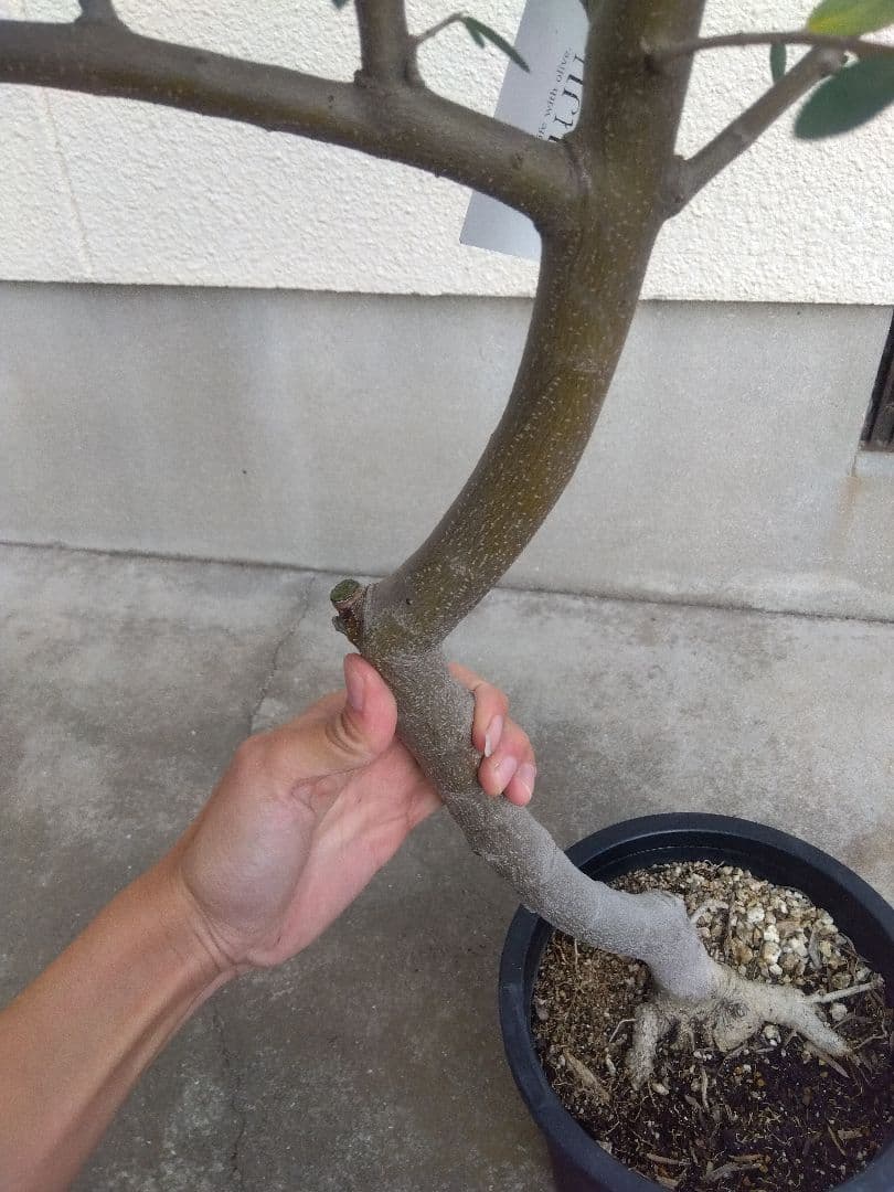 オリーブ　創樹　souju　ルッカ　8号鉢つき 幹太❗　⑧