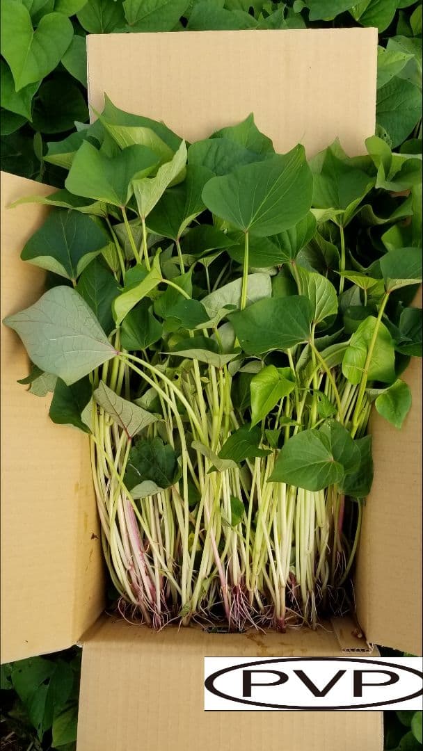 farm Springbo6月20日分茨城県産紅はるかさつまいも苗ウイルスフリー