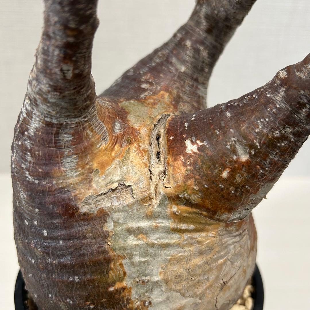 【赤肌】パキポディウム・グラキリス② 発根済み　現地球