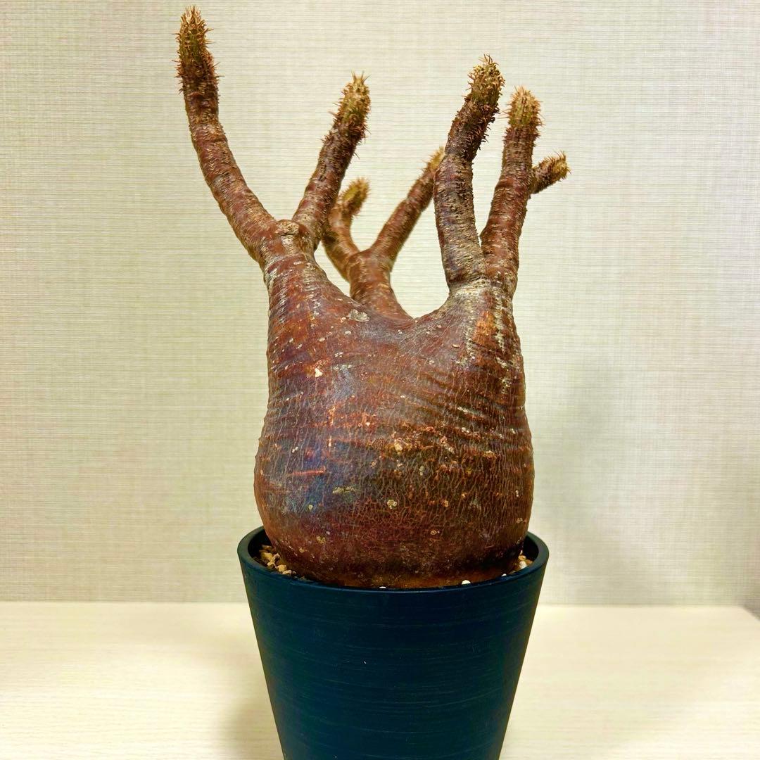 【赤肌】パキポディウム・グラキリス② 発根済み　現地球