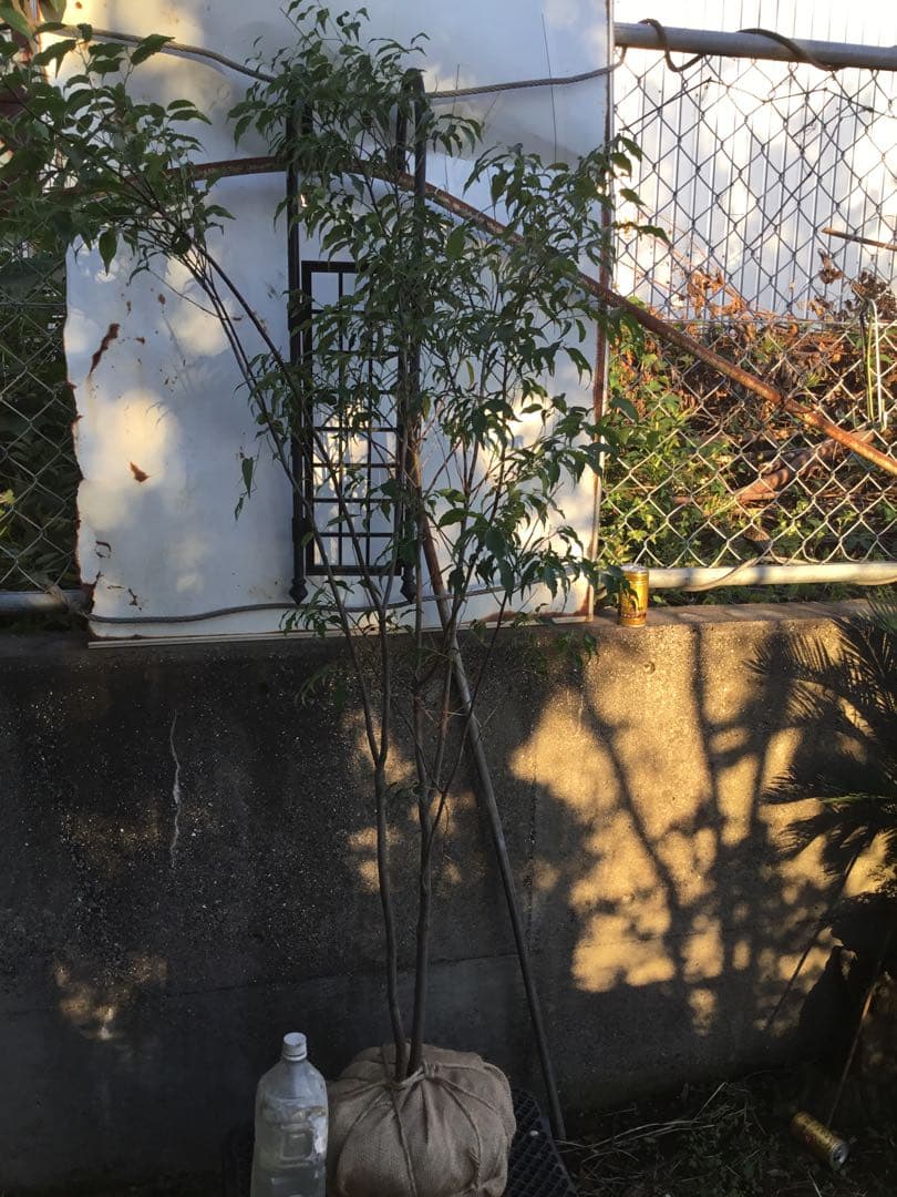 ハイノキ　１５０センチ