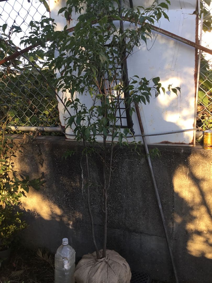 ハイノキ　１５０センチ