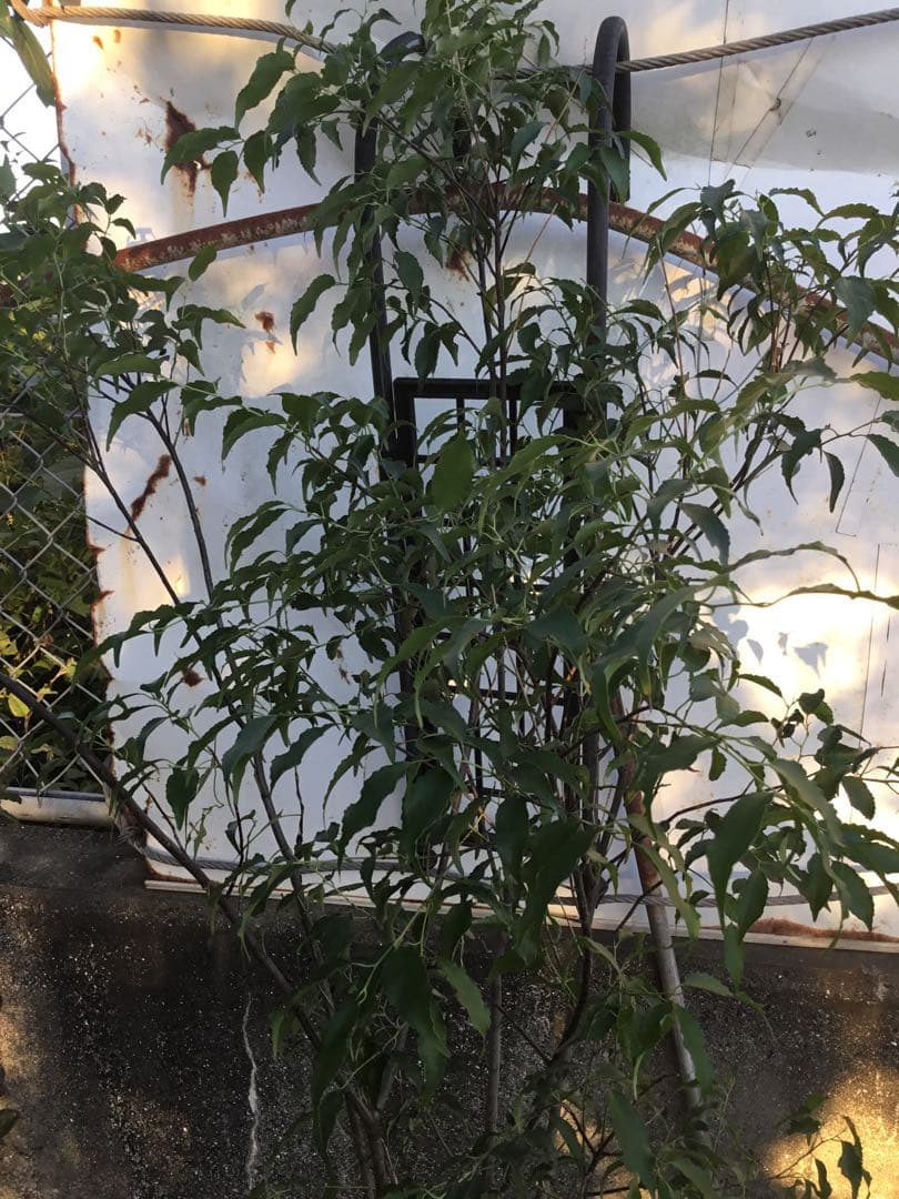 ハイノキ　１５０センチ