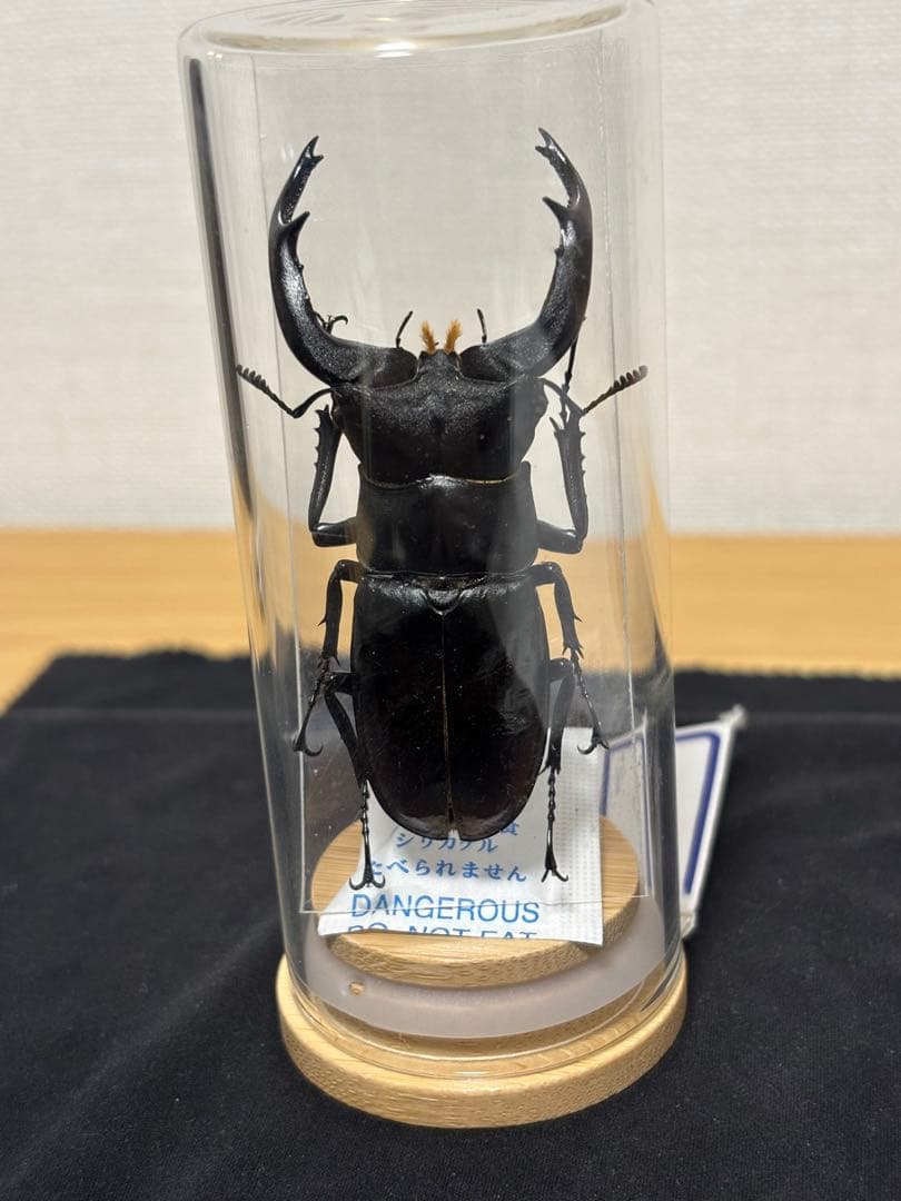 ※希少大型　ムニスゼッチフタマタクワガタ♂ 標本