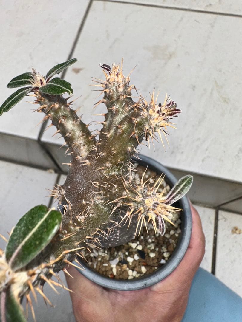 パキポディウム　グラキリス　現地球　綴化