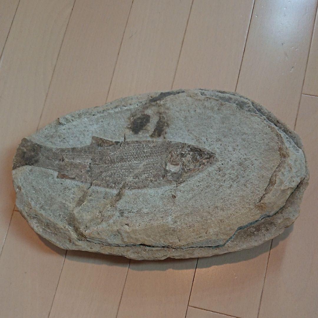 魚の化石