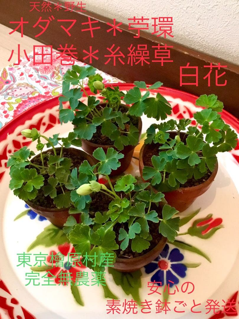 天然＊野生【オダマキ＊苧環＊糸繰草】4株➕おまけ！鉢ごと発送で安心♪