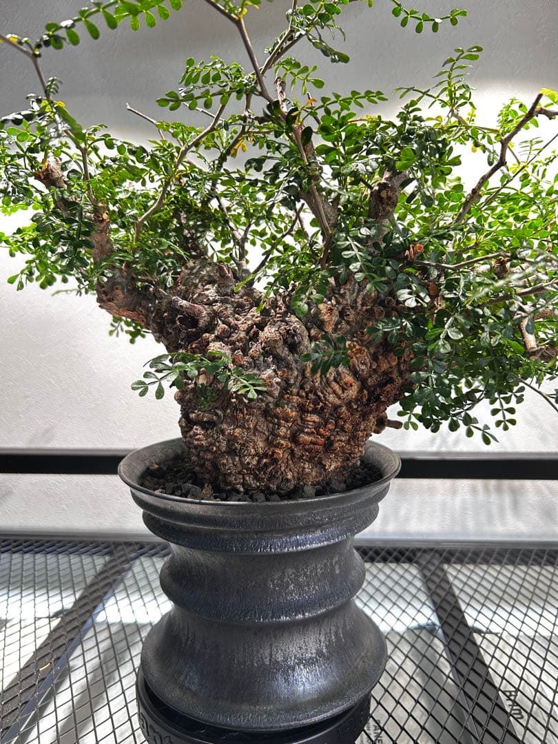 【発根済】オペルクリカリア　パキプス