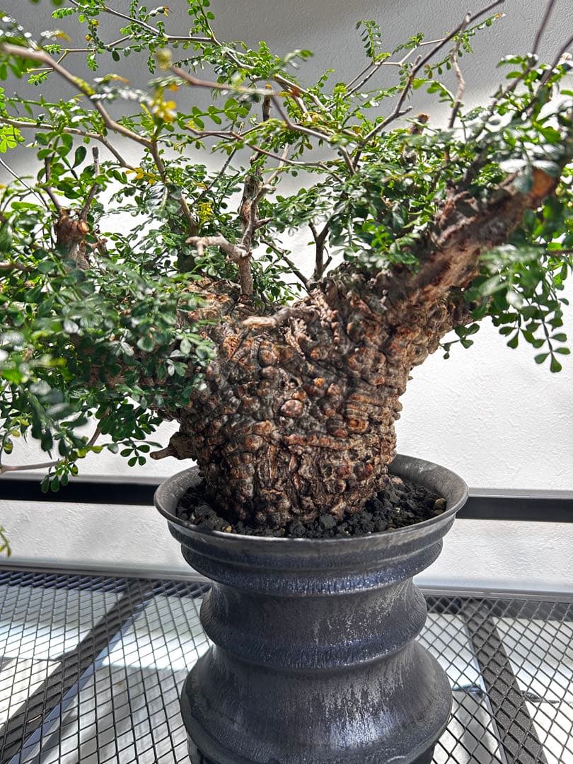 【発根済】オペルクリカリア　パキプス