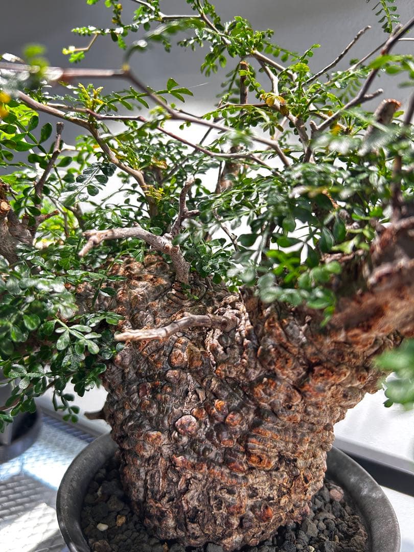 【発根済】オペルクリカリア　パキプス