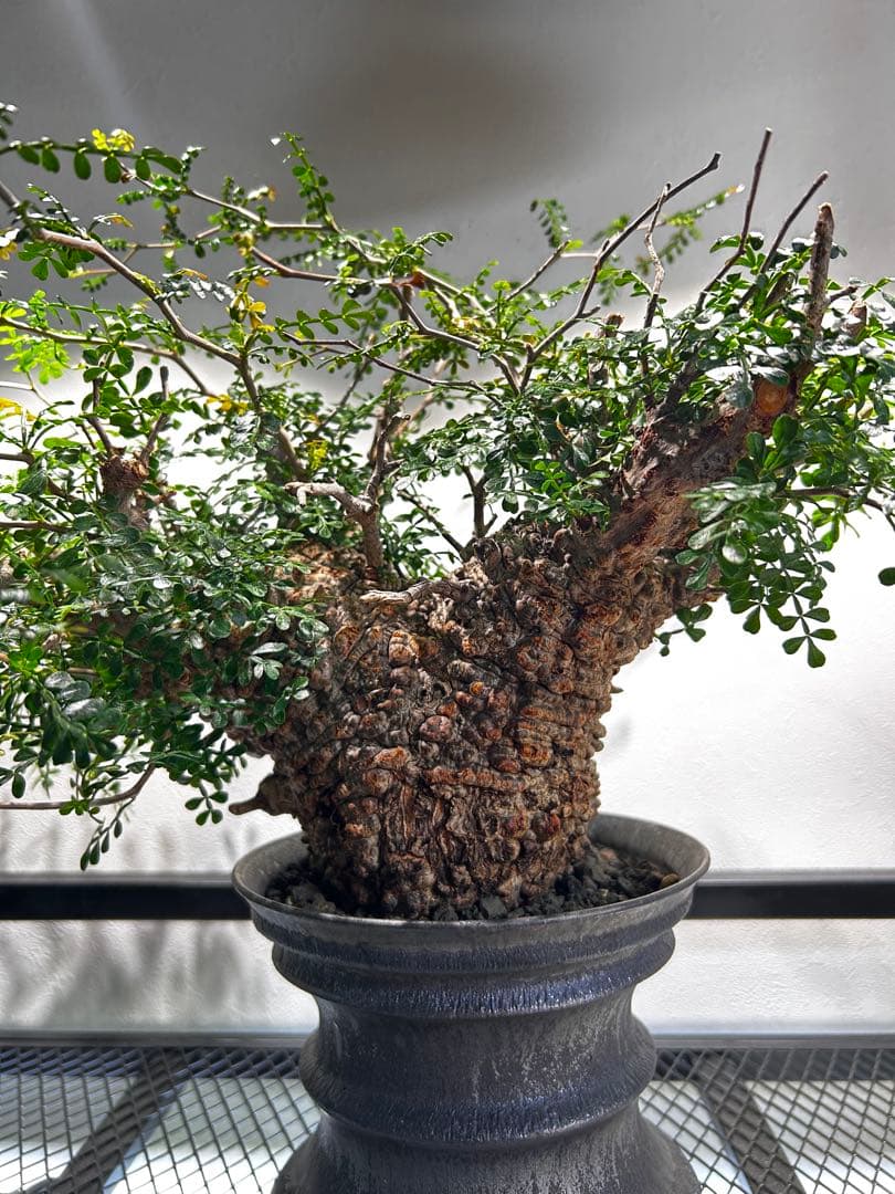 【発根済】オペルクリカリア　パキプス