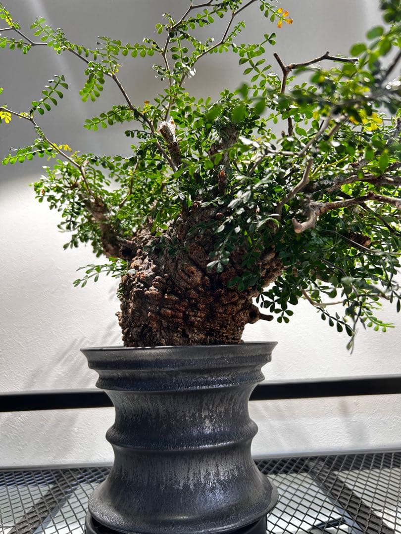 【発根済】オペルクリカリア　パキプス