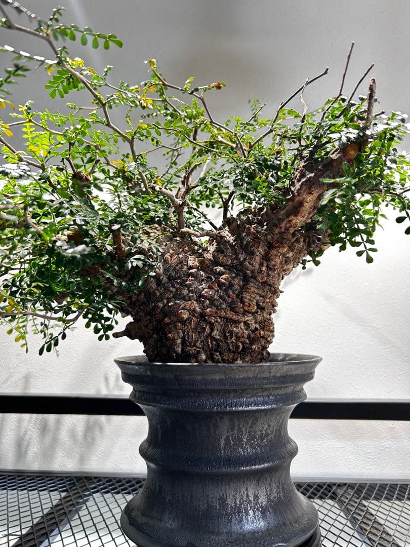 【発根済】オペルクリカリア　パキプス