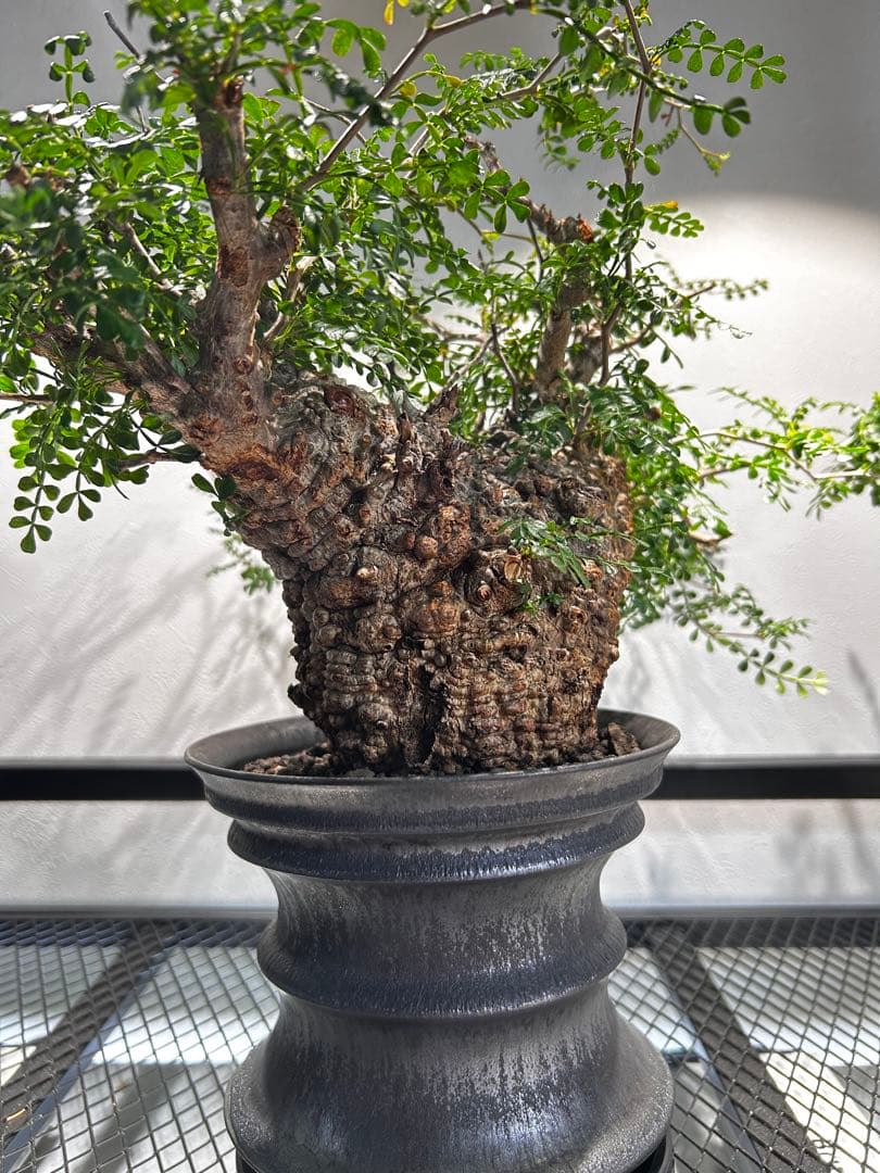 【発根済】オペルクリカリア　パキプス