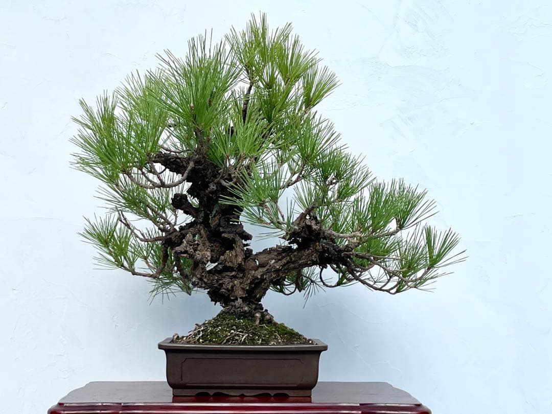 三河盆栽　錦松　ニシキマツ　盆栽　極太　古木