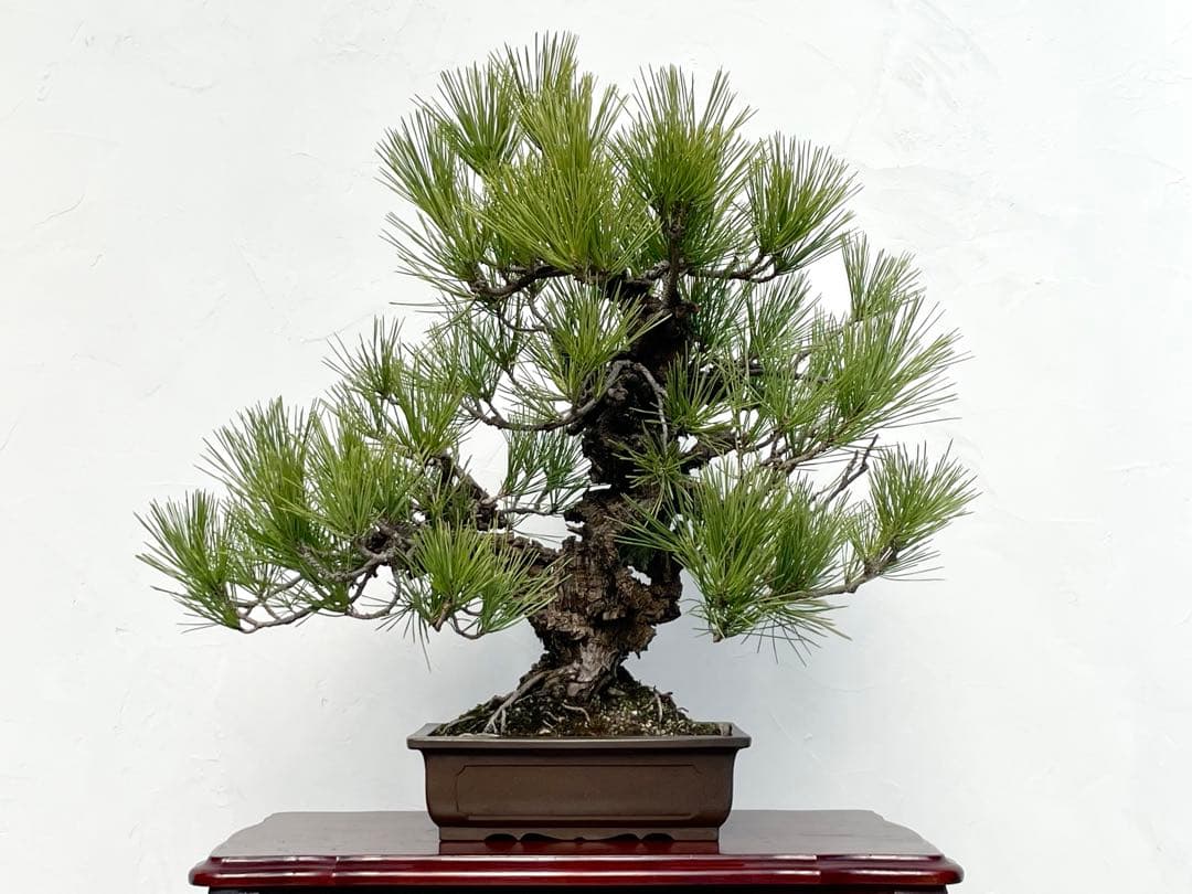 三河盆栽　錦松　ニシキマツ　盆栽　極太　古木