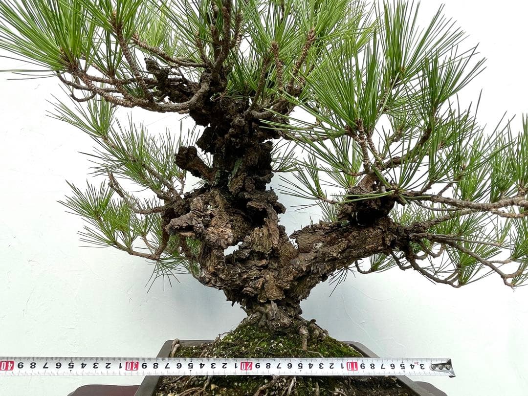 三河盆栽　錦松　ニシキマツ　盆栽　極太　古木