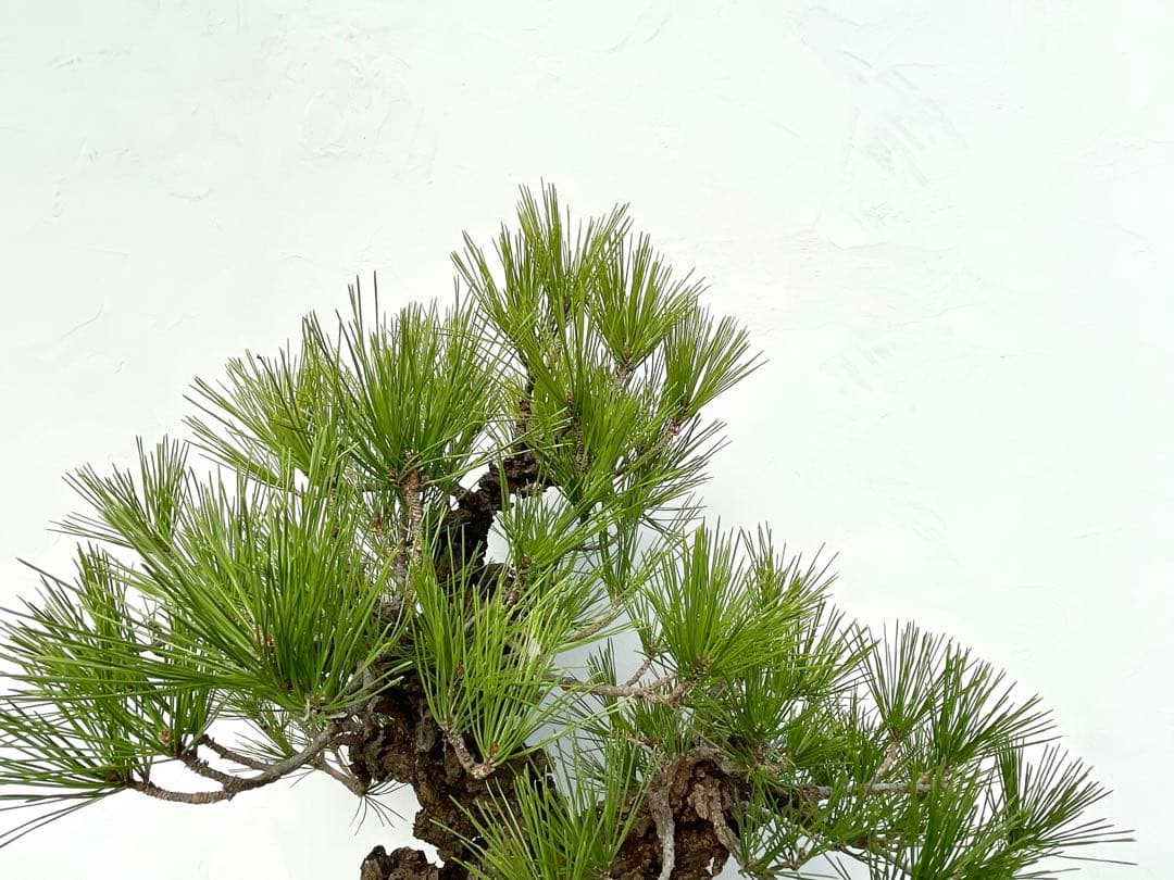 三河盆栽　錦松　ニシキマツ　盆栽　極太　古木