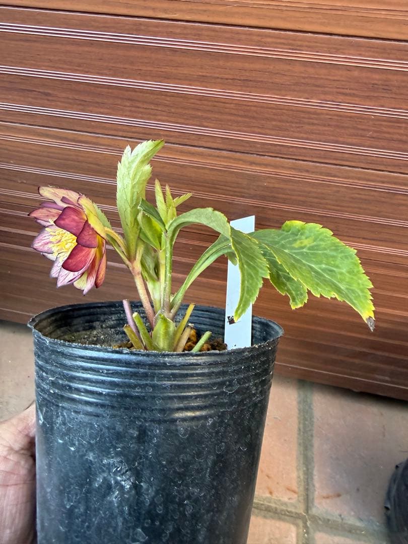 【未株分】大木ナーセリー クリスマスローズ ムルチ系オーレア交配