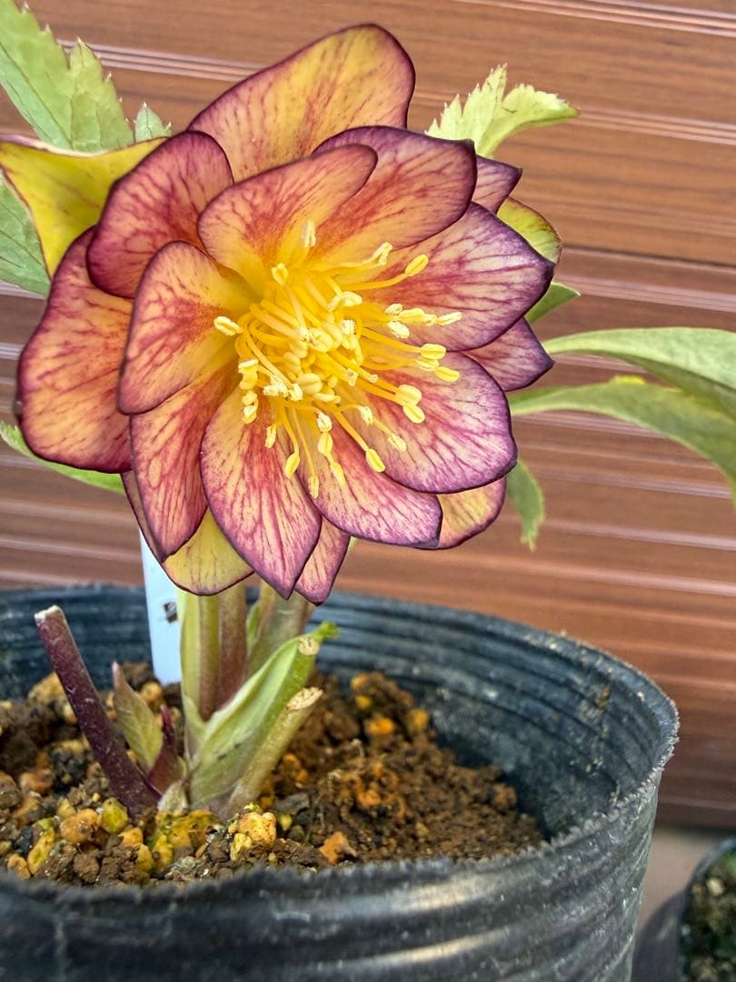 【未株分】大木ナーセリー クリスマスローズ ムルチ系オーレア交配