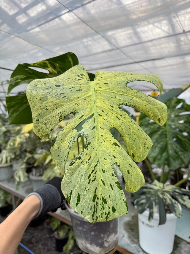 1モンステラ　デリシオーサ　ベトシオーサ　健康株