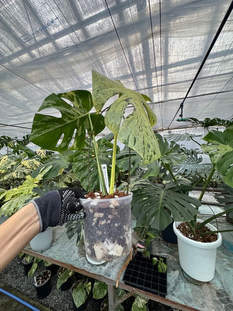 1モンステラ　デリシオーサ　ベトシオーサ　健康株