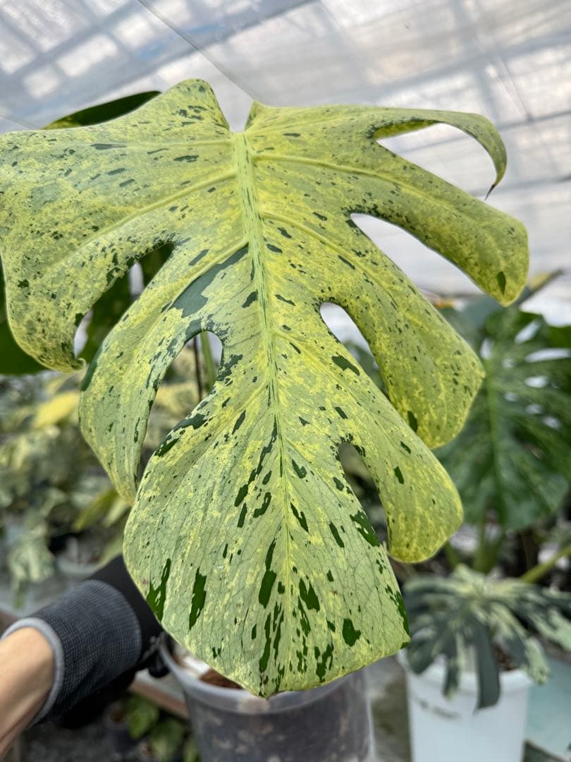 1モンステラ　デリシオーサ　ベトシオーサ　健康株