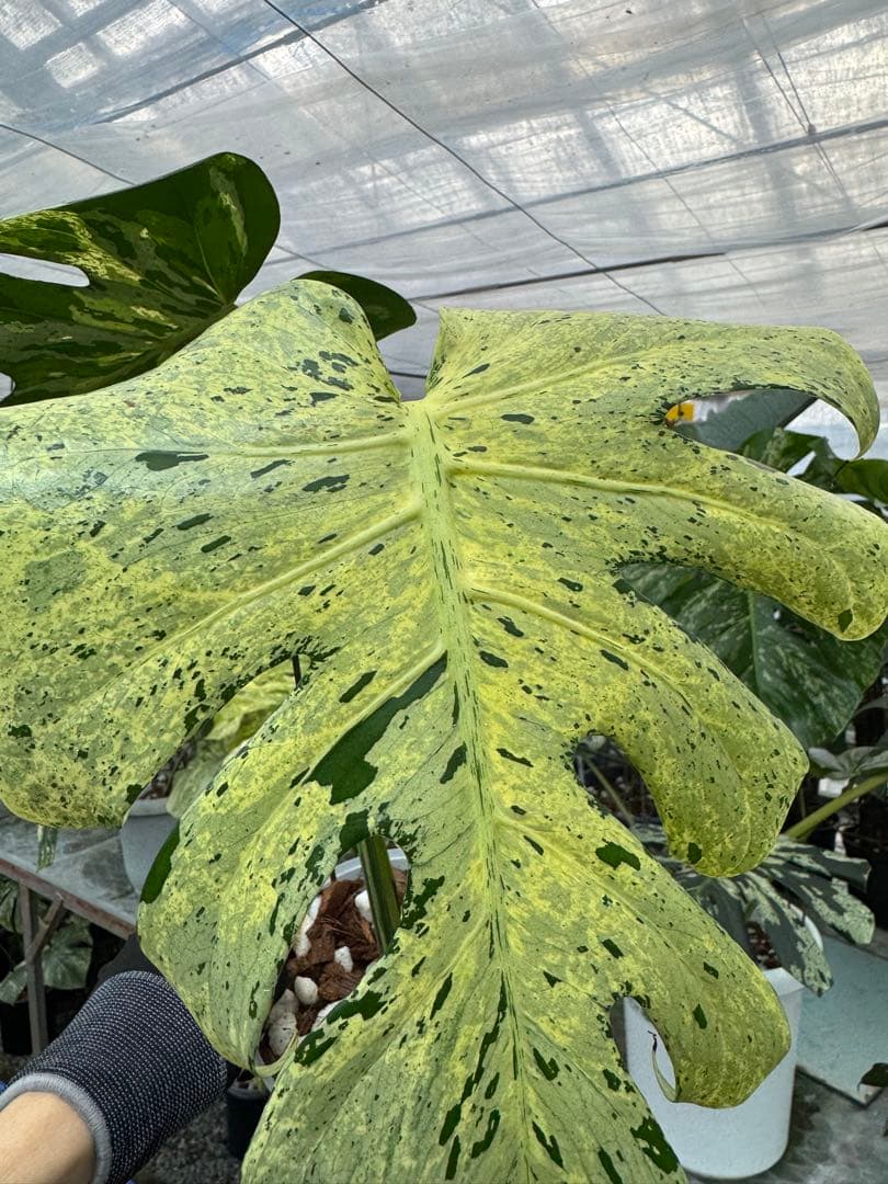 1モンステラ　デリシオーサ　ベトシオーサ　健康株