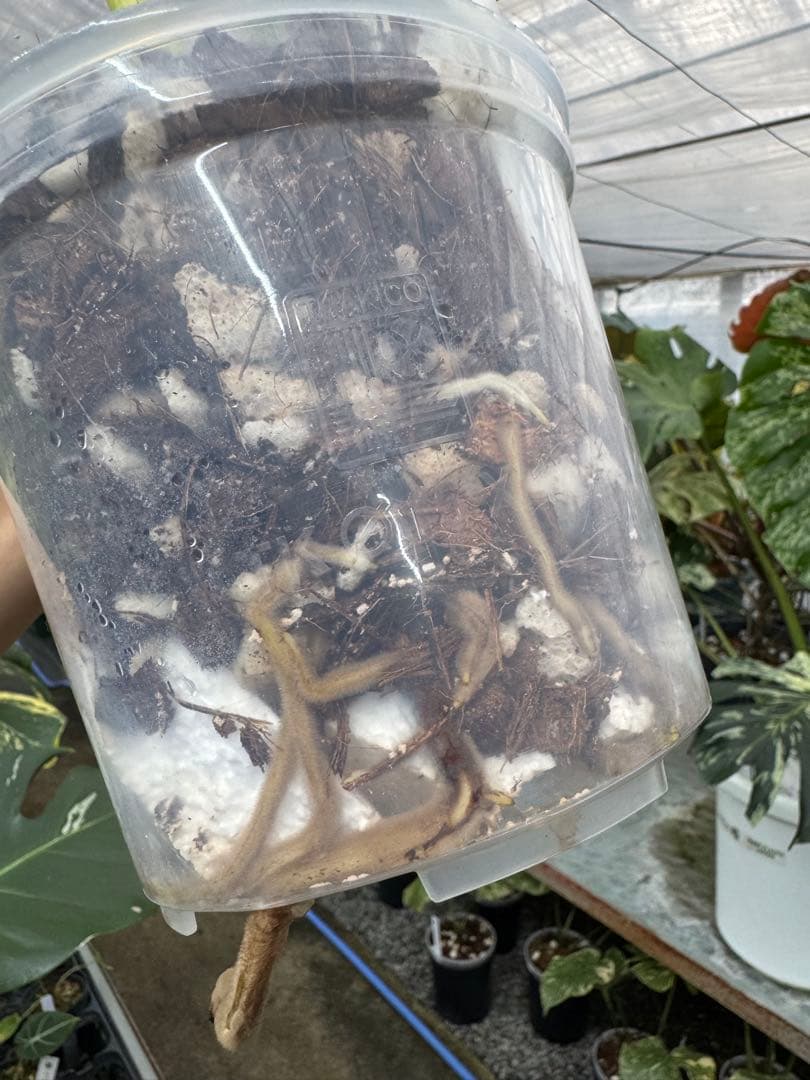 1モンステラ　デリシオーサ　ベトシオーサ　健康株