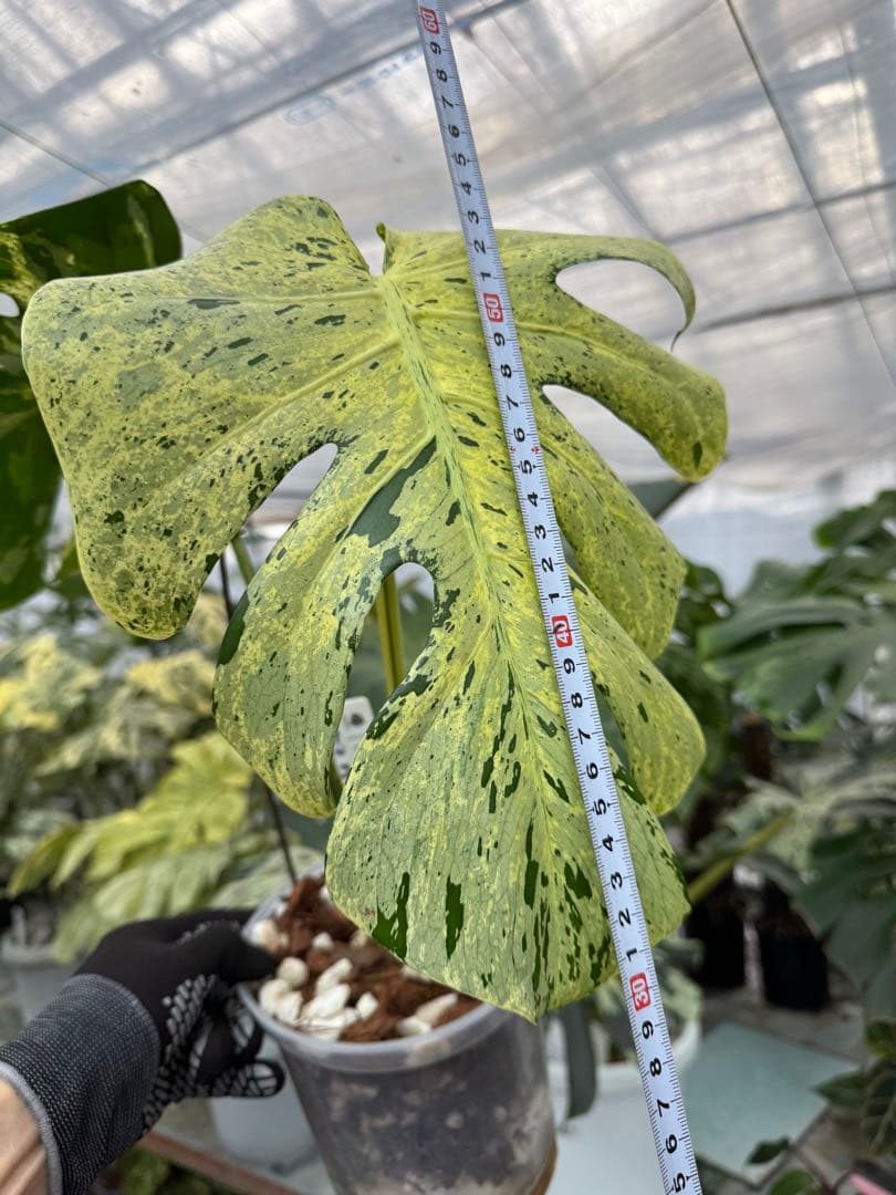 1モンステラ　デリシオーサ　ベトシオーサ　健康株