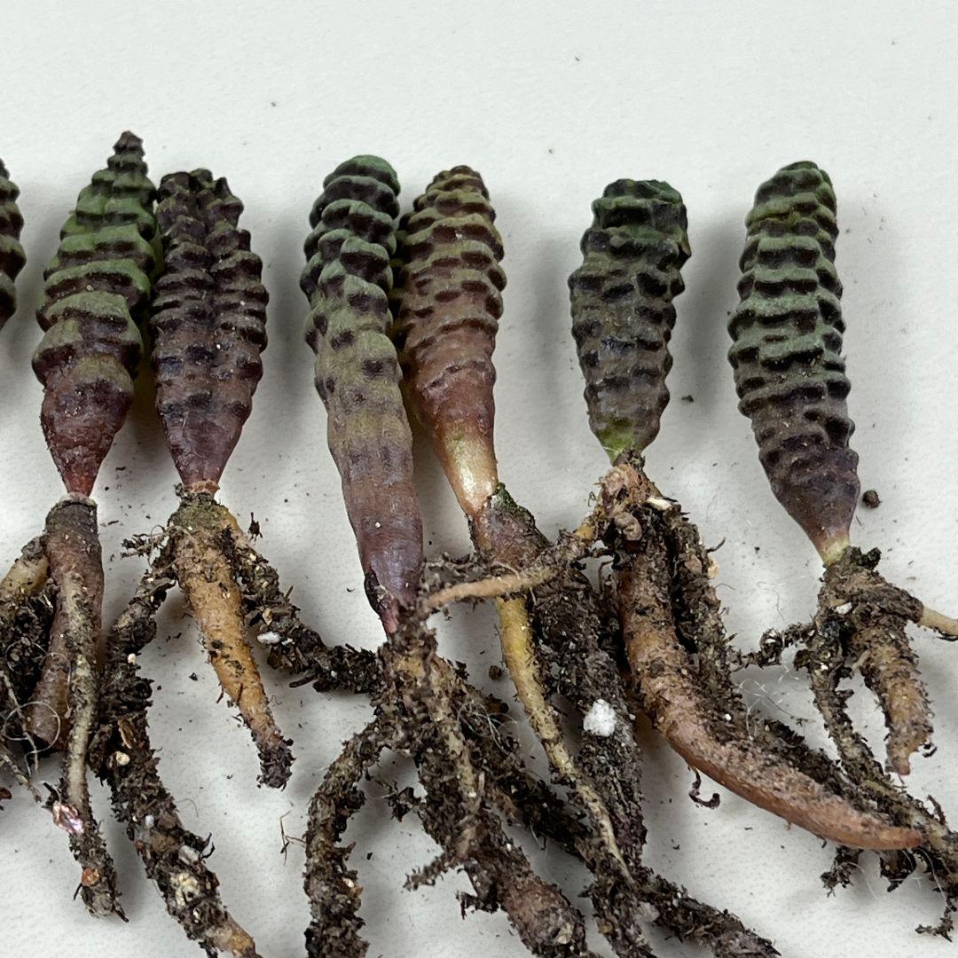 E10珍奇植物　多肉植物 つくし玉 /ブルビネ・ブルインシー 実生株 10株同梱