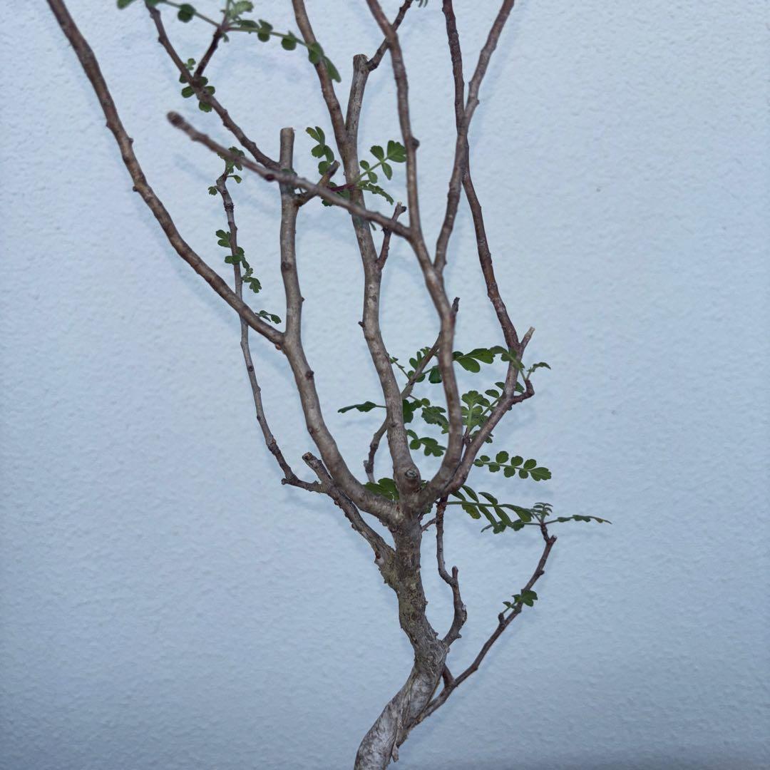 パキコルムスディスカラー　象の木