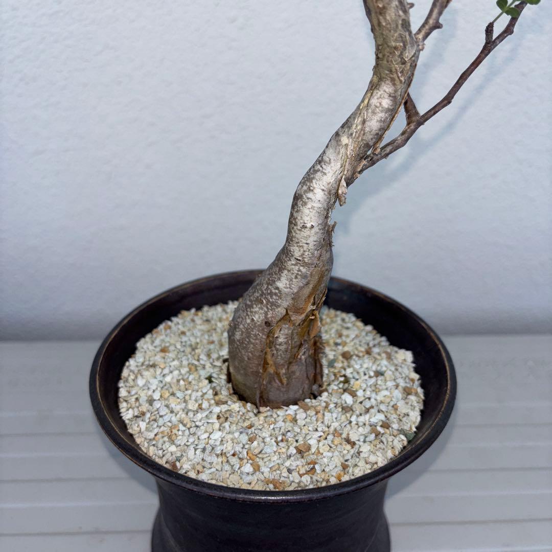 パキコルムスディスカラー　象の木