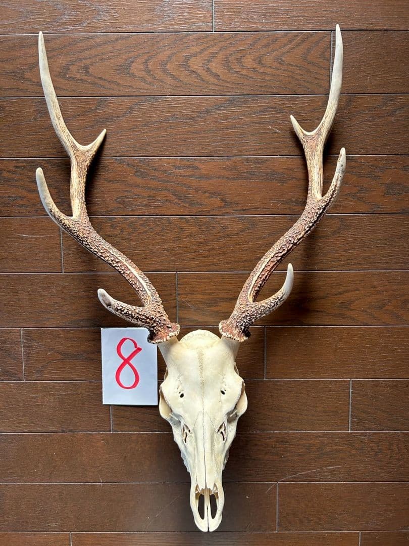 ⑧[1点もの] ハンティングトロフィー　鹿の角　頭蓋骨　日本鹿　スカル