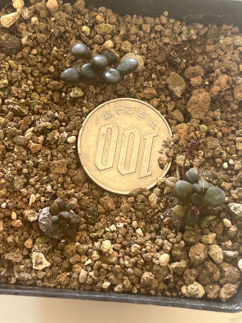 アナカンプセロス属　コンプトニーAnacampseros comptonii