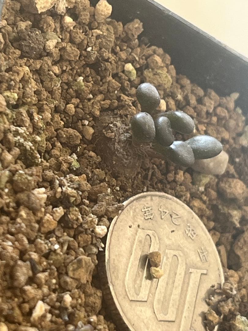 アナカンプセロス属　コンプトニーAnacampseros comptonii