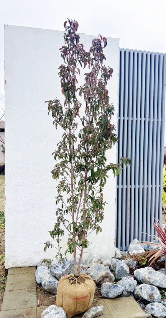 超逸品。常緑ヤマボウシ ホンコンエンシス2.4M(鉢底から)品番A