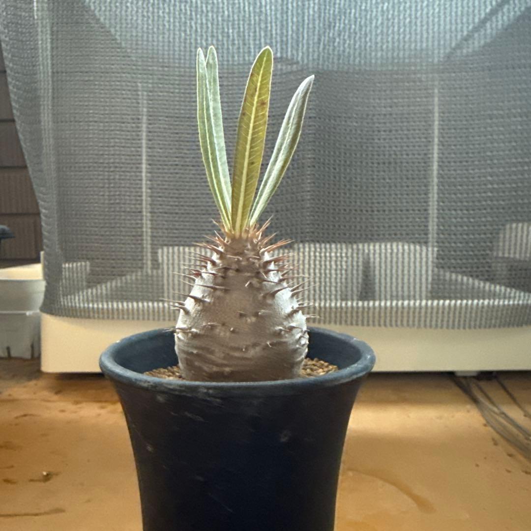 パキポディウムグラキリス