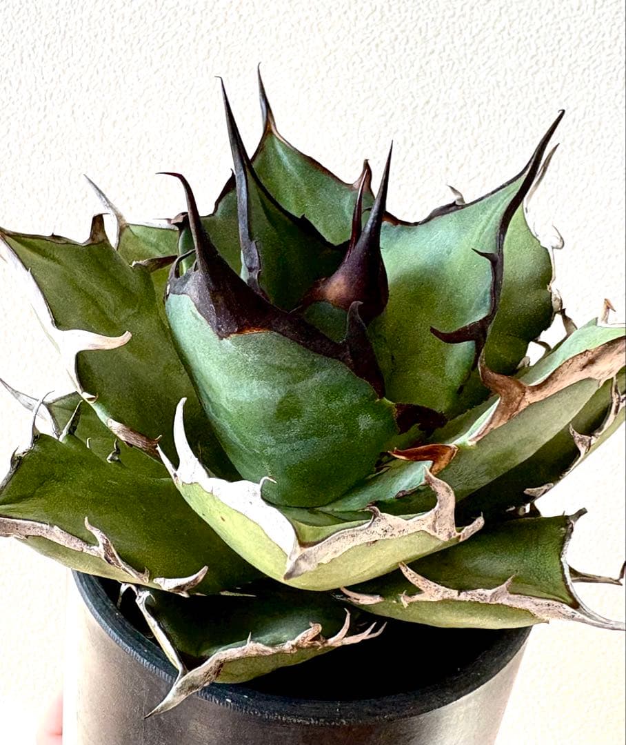 【コレクション】アガベ　チタノタ　ハデス　黒帝斯　陽炎　大株　美株