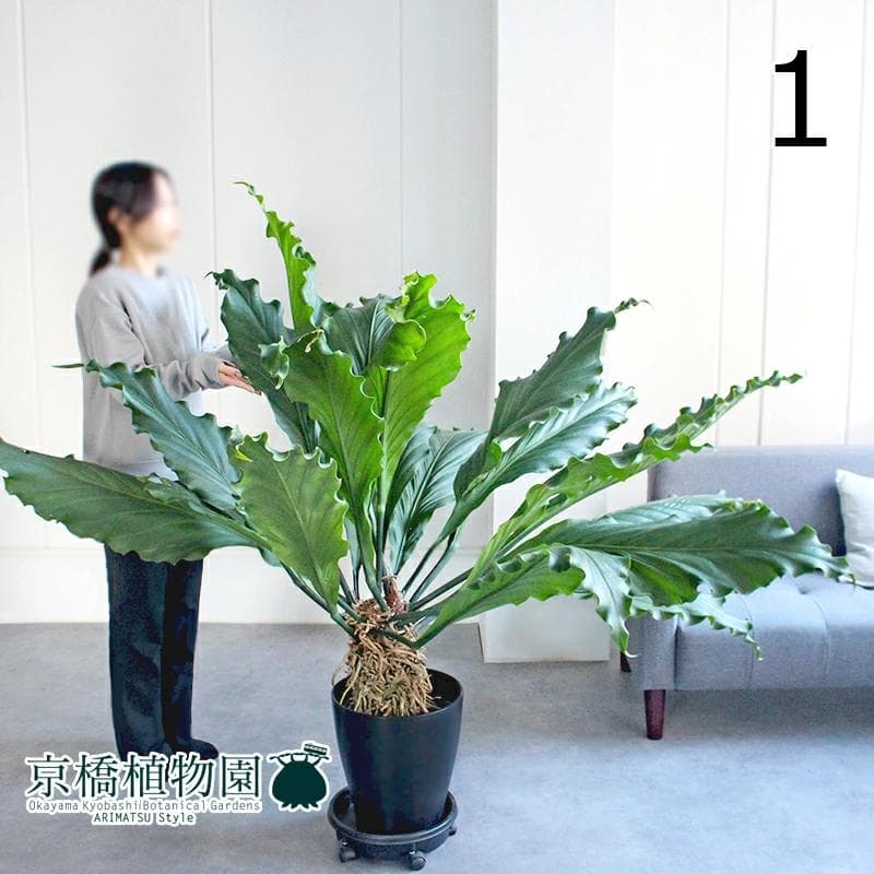 【現品】アンスリウム・フーケリー　10号　黒鉢（1）