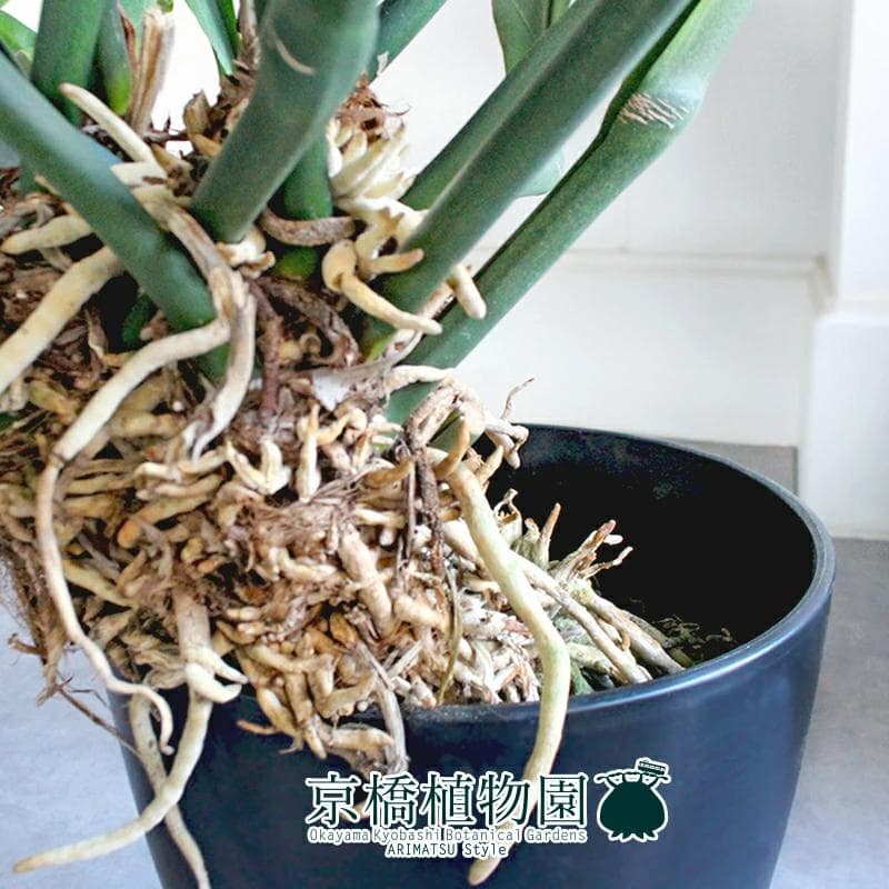 【現品】アンスリウム・フーケリー　10号　黒鉢（1）