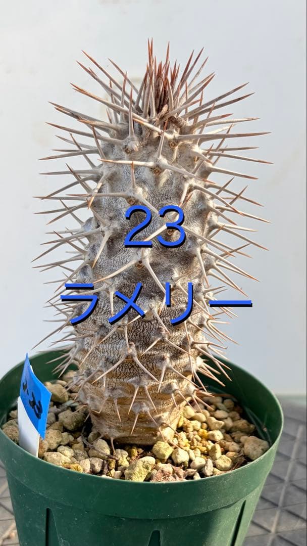 23 群生　花籠　接木　鉢付　Aztekium ritteri