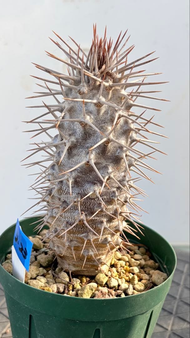 23 群生　花籠　接木　鉢付　Aztekium ritteri