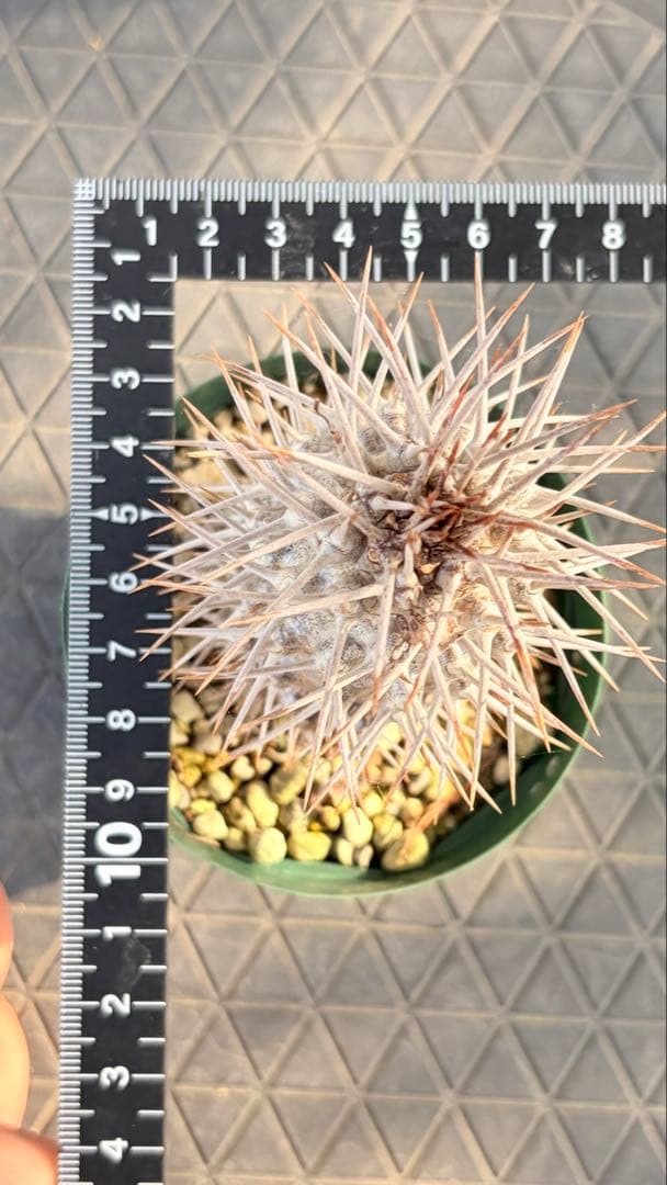 23 群生　花籠　接木　鉢付　Aztekium ritteri