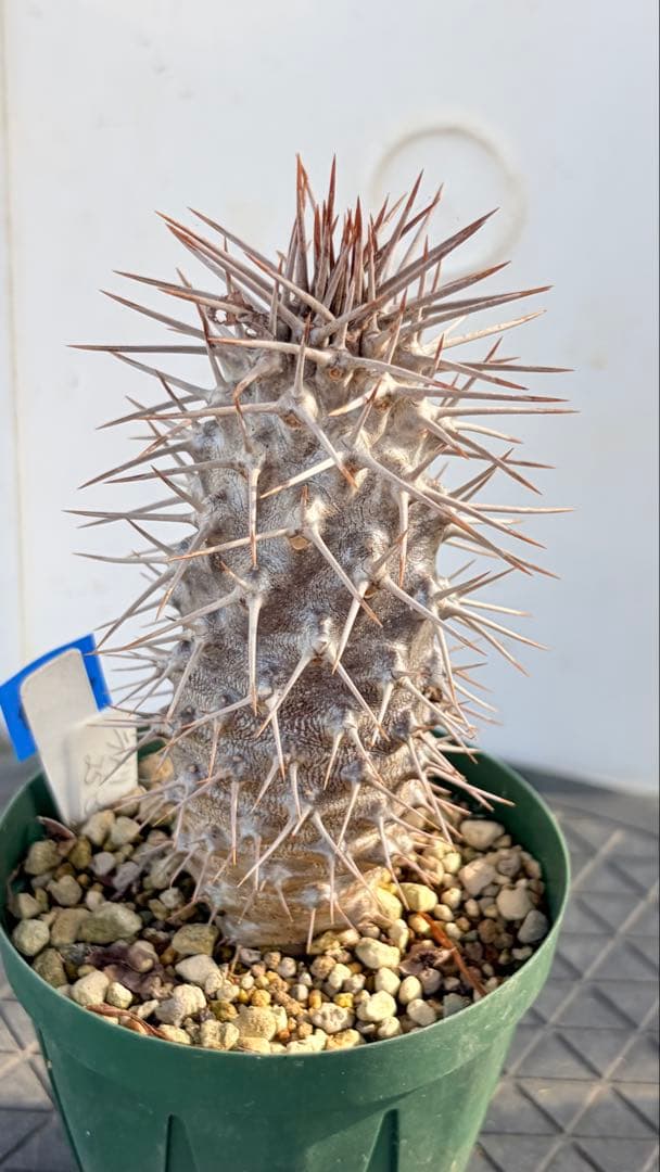 23 群生　花籠　接木　鉢付　Aztekium ritteri