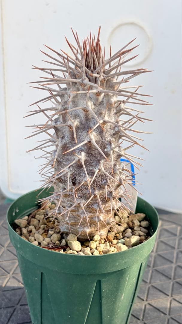 23 群生　花籠　接木　鉢付　Aztekium ritteri