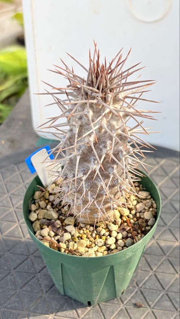 23 群生　花籠　接木　鉢付　Aztekium ritteri