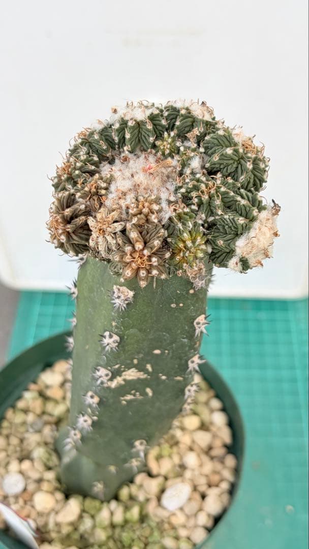 23 群生　花籠　接木　鉢付　Aztekium ritteri