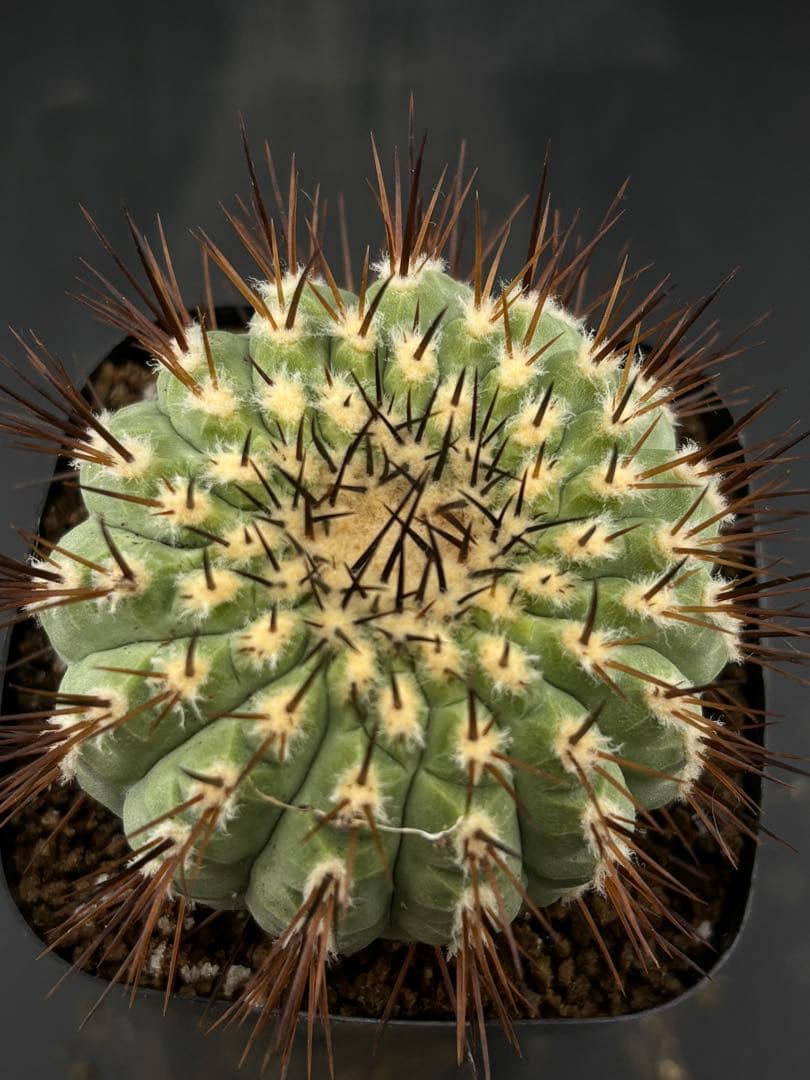 コピアポア　コルムナアルバ　孤竜丸　強棘　台付　発根済み