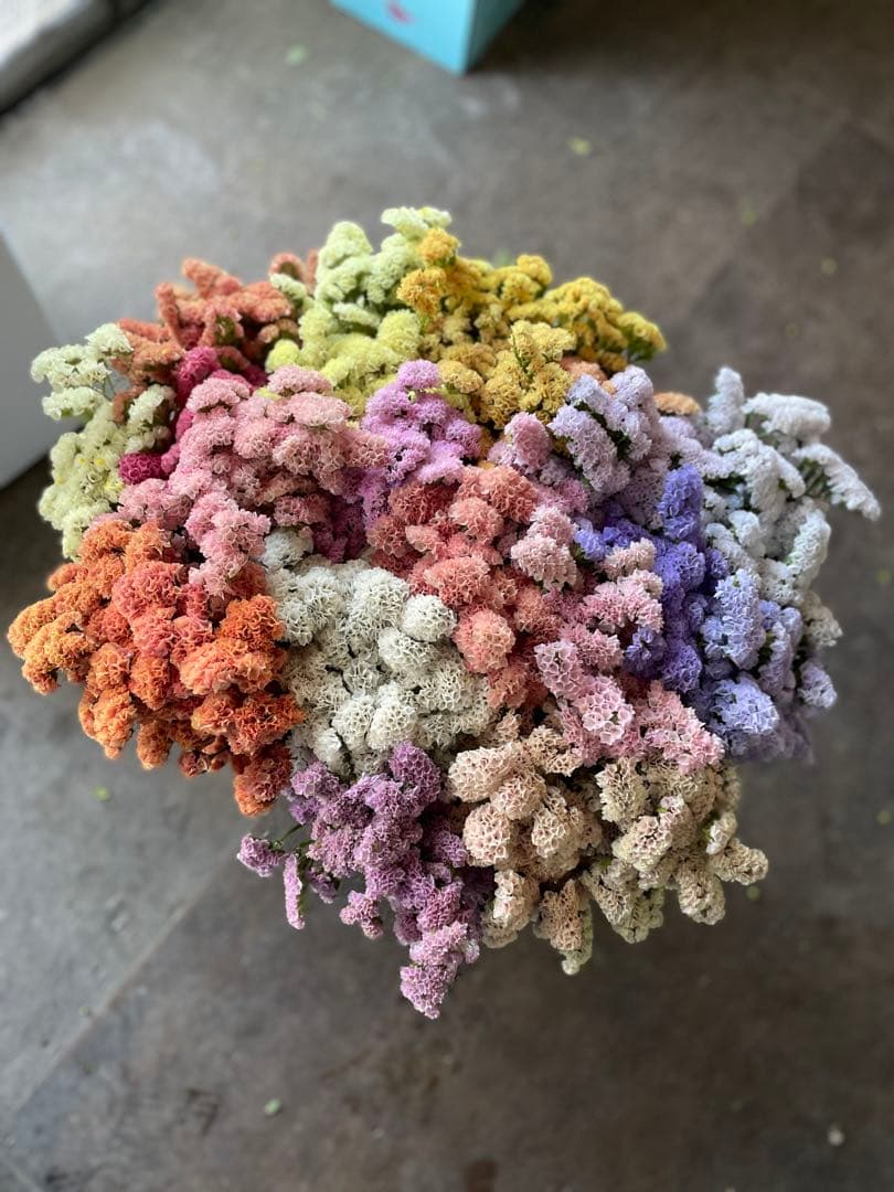 スターチス　ニュアンス系mix【送料込】